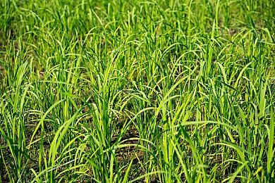 《艾尔登法环》新DLC登陆平台确定 全平台都有